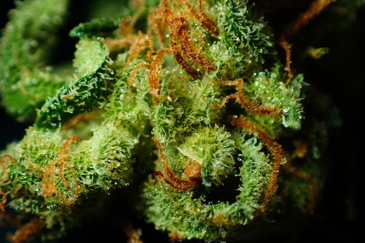 bud-3801033_1280
