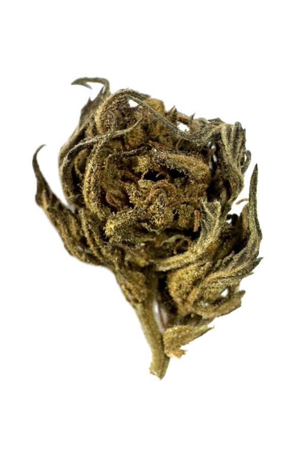 Blueberry Bio France